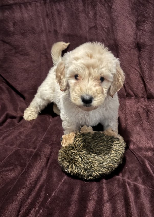 Goldendoodle for saleIn Old Fort, TN